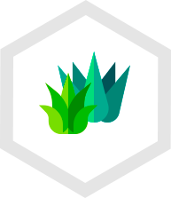 005-agave-1